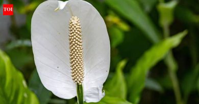 पीस लिलीचे फायदे: ही मोहक वनस्पती हवा कशी स्वच्छ करते आणि तुमचे मन शांत करते |