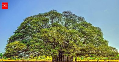 कोणते झाड ‘झाडांचा राजा’ म्हणून ओळखले जाते: ते सामर्थ्य, दीर्घायुष्य आणि पर्यावरणीय महत्त्वाचे प्रतीक आहे ते जाणून घ्या |