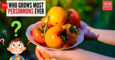 कुतूहल कॉर्नर: कोणता देश पर्सिमन्सचे सर्वाधिक उत्पादन करतो?
