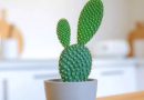 घरी बनी कानाच्या कॅक्टसची वाढ आणि काळजी कशी घ्यावी |