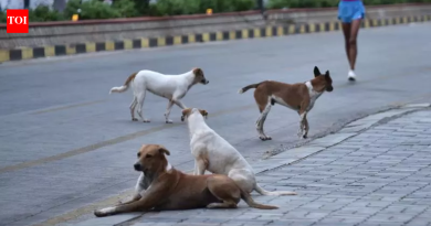 भटक्या कुत्र्यांची मोठ्या प्रमाणावर हत्या सुरूच: तेलंगणात आणखी २०० ठार, एका महिन्यात टोल १,००० पार | हैदराबाद बातम्या