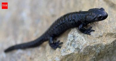 अल्पाइन सॅलॅमंडरला भेटा: प्रदीर्घ गर्भधारणेसाठी निसर्गाचा विक्रम धारक |