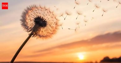 डँडेलियन्स निरर्थक आहेत असे वाटते? पिवळ्या रंगाची फूले येणारे रानटी फुलझाडचे आरोग्य फायदे तुम्हाला कदाचित माहित नसतील |