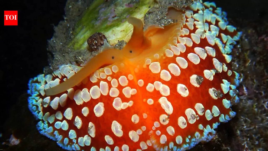 अंब्रेला स्लग: सर्वाधिक दात वाढवण्याचा जागतिक विक्रम करणारा प्राणी |