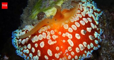 अंब्रेला स्लग: सर्वाधिक दात वाढवण्याचा जागतिक विक्रम करणारा प्राणी |