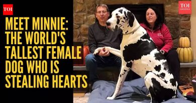 मिनीला भेटा: हृदय चोरणारी जगातील सर्वात उंच मादी कुत्रा |