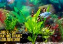 तुमचे मत्स्यालय चमकण्यासाठी 10 सुंदर आणि रंगीबेरंगी गोड्या पाण्यातील माशांचे संयोजन