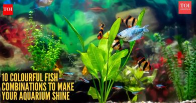 तुमचे मत्स्यालय चमकण्यासाठी 10 सुंदर आणि रंगीबेरंगी गोड्या पाण्यातील माशांचे संयोजन