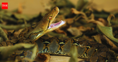 ज्या मंदिरात अजगर असतात, त्यांना शिकारीसाठी बाहेर जाऊ देते आणि परत त्यांचे स्वागत करते |