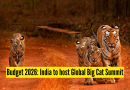 ग्लोबल बिग कॅट समिट: केंद्रीय बजेट 2026: भारत पहिल्या ग्लोबल बिग कॅट समिटचे आयोजन करणार आहे – वन्यजीव प्रेमींसाठी याचा अर्थ काय आहे |
