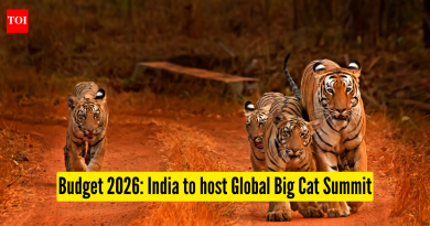 ग्लोबल बिग कॅट समिट: केंद्रीय बजेट 2026: भारत पहिल्या ग्लोबल बिग कॅट समिटचे आयोजन करणार आहे – वन्यजीव प्रेमींसाठी याचा अर्थ काय आहे |