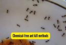 5 घरगुती, रसायनमुक्त मुंगी किलर फवारण्या; प्रभावी DIY पद्धती 5 घरगुती, रसायनमुक्त मुंगी किलर फवारण्या; प्रभावी DIY पद्धती
