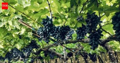 द्राक्ष उत्पादकांनी फसवणुकीविरोधात कायद्याची मागणी केली