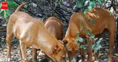 पीएमसीने भटक्या कुत्र्यांना खायला देण्यासाठी 88 सार्वजनिक ठिकाणे ओळखली; स्वयंसेवक प्रक्रियेतील काही त्रुटींकडे लक्ष वेधतात