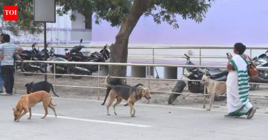 GMCH परिसरात भटक्या कुत्र्यांची संख्या वाढली